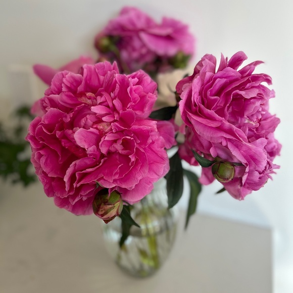 Meet your Posher, Sara - Picture 1 of 1